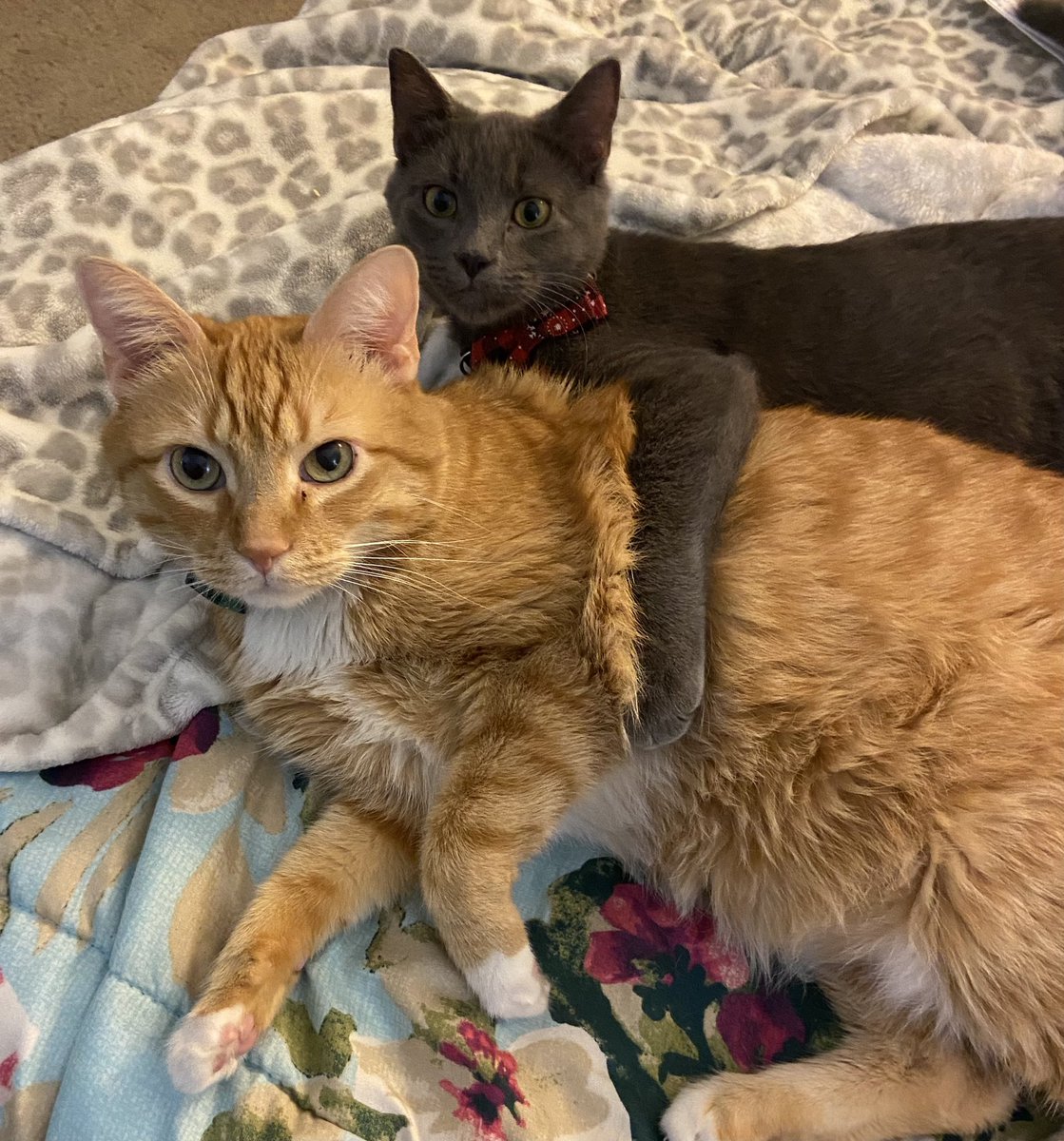 😻🐈🐾🐈‍⬛😻