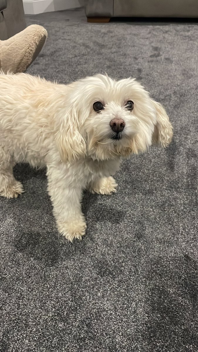 SandySunshine26's tweet photo. @TweeetsOfDogs This is my rescue Sandy, had her for 6 years now and she might be fluffy and sweet but when we are out in my van she’s on guard! Would love to rescue another older dog soon too as they are the best pups 🐶 https://t.co/IC3NiczG0k