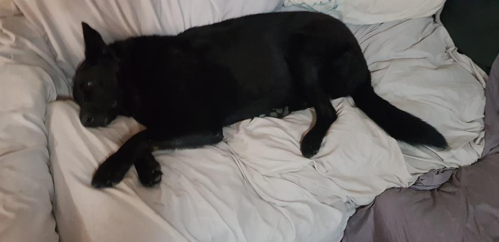 My lady trying to get some sleep. She is on edge. I am not well....she looks after me in ways most do not or ever will understand. I have not slept in over 2 days now and she has been by my side..Assistane/service dogs DO NOT get the credit  they deserve #MindDog #assistancedogs