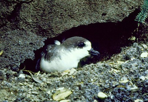 Work Opportunity -Paid Field/Research Assistant: Colony Monitoring (HI)

Archipelago Research and Conservation LLC is seeking a seabird technician for a 9-month position.

…chandconservation.files.wordpress.com/2023/12/arc_fi…

PHOTO: Paul Banko/NPS (public domain)