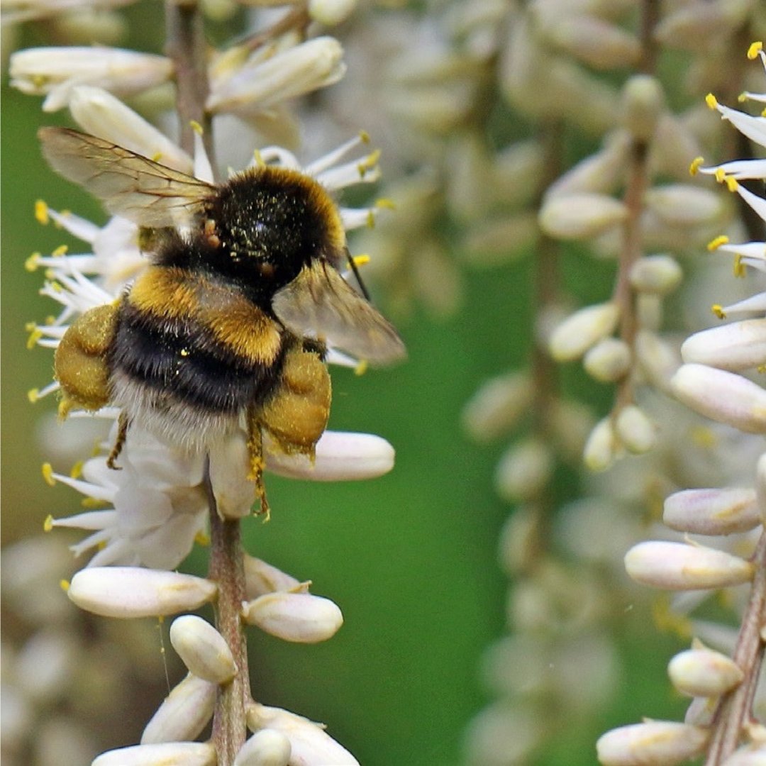 BumblebeeTrust tweet picture