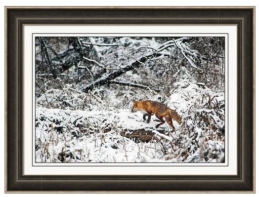 Sandi OReilly @sandioreilly Red Fox In A Snowstorm. HERE: sandi-oreilly.pixels.com/featured/red-f… #redfox #animal #bushy #tail #smart #night #predators #solitary #friendly 40 #sounds #AYearForArt #BuyIntoArt See more #Art,#prints & on #products HERE: sandi-oreilly.pixels.com