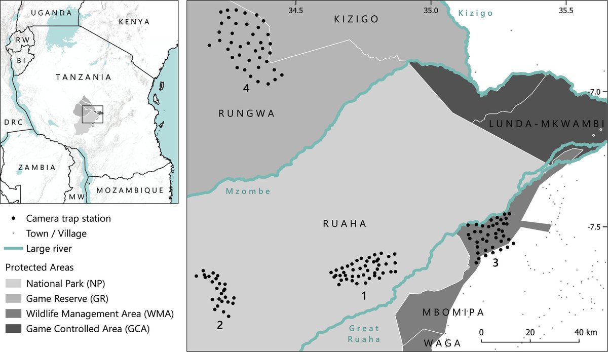 Out now: one of the first population assesments for Spotted Hyaena in Tanzania! Results suggest spotted hyaena may be less resilient to human pressures than widely thought.
-> …lpublications.onlinelibrary.wiley.com/doi/10.1111/jz…