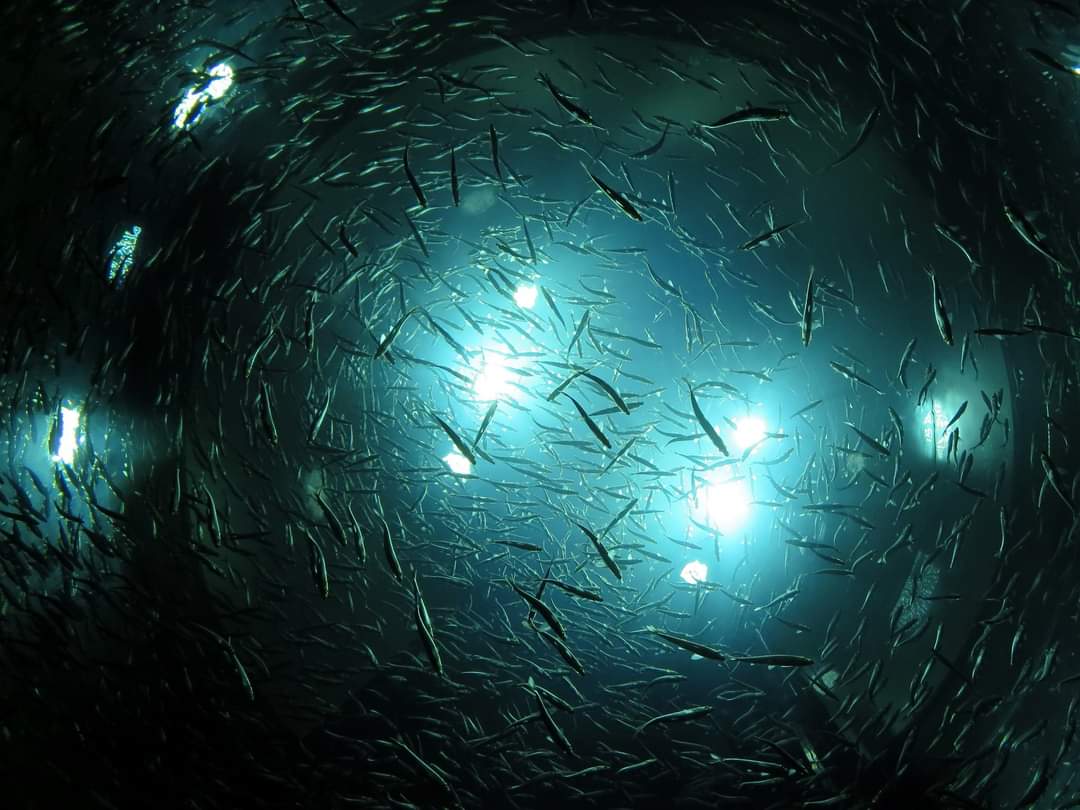 Amidst the chaos 
Of this life

Keep perspective and
Hold the reins 

Of values
Of class
Of integrity.

#Positivity #Wisdom #Life #Motivation #Inspiration  #Strength #writerslife #Writers #Authors #AuthorsOfX #Photography #Design #Artist #fishtanklive