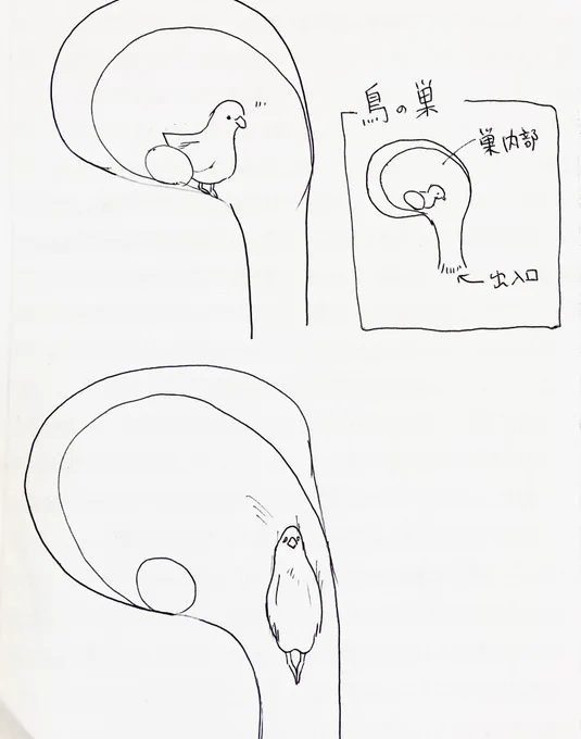 このタイプの巣に住む鳥のおでかけ方法 