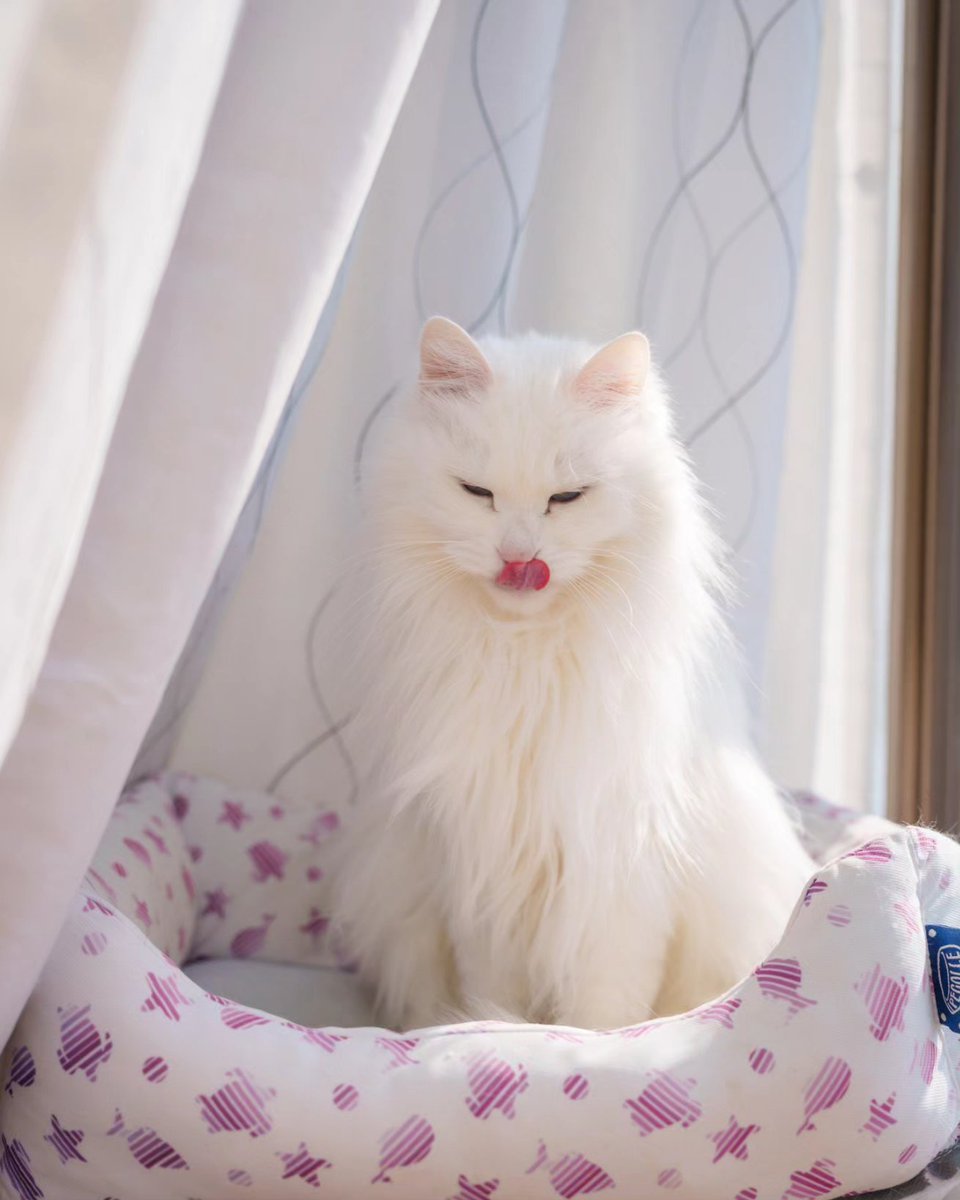 shumin8573's tweet photo. おは猫

#写真好きな人と繋がりたい
#ファインダー越しの私の世界
#猫
#猫のいる暮らし
#猫のいる幸せ
#猫好きな人と繋がりたい
#猫のいる生活 https://t.co/LL7dYA3wsD
