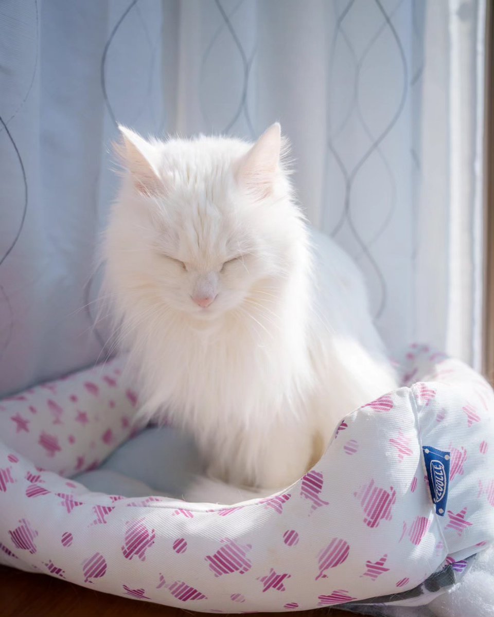 shumin8573's tweet photo. おは猫

#写真好きな人と繋がりたい
#ファインダー越しの私の世界
#猫
#猫のいる暮らし
#猫のいる幸せ
#猫好きな人と繋がりたい
#猫のいる生活 https://t.co/LL7dYA3wsD