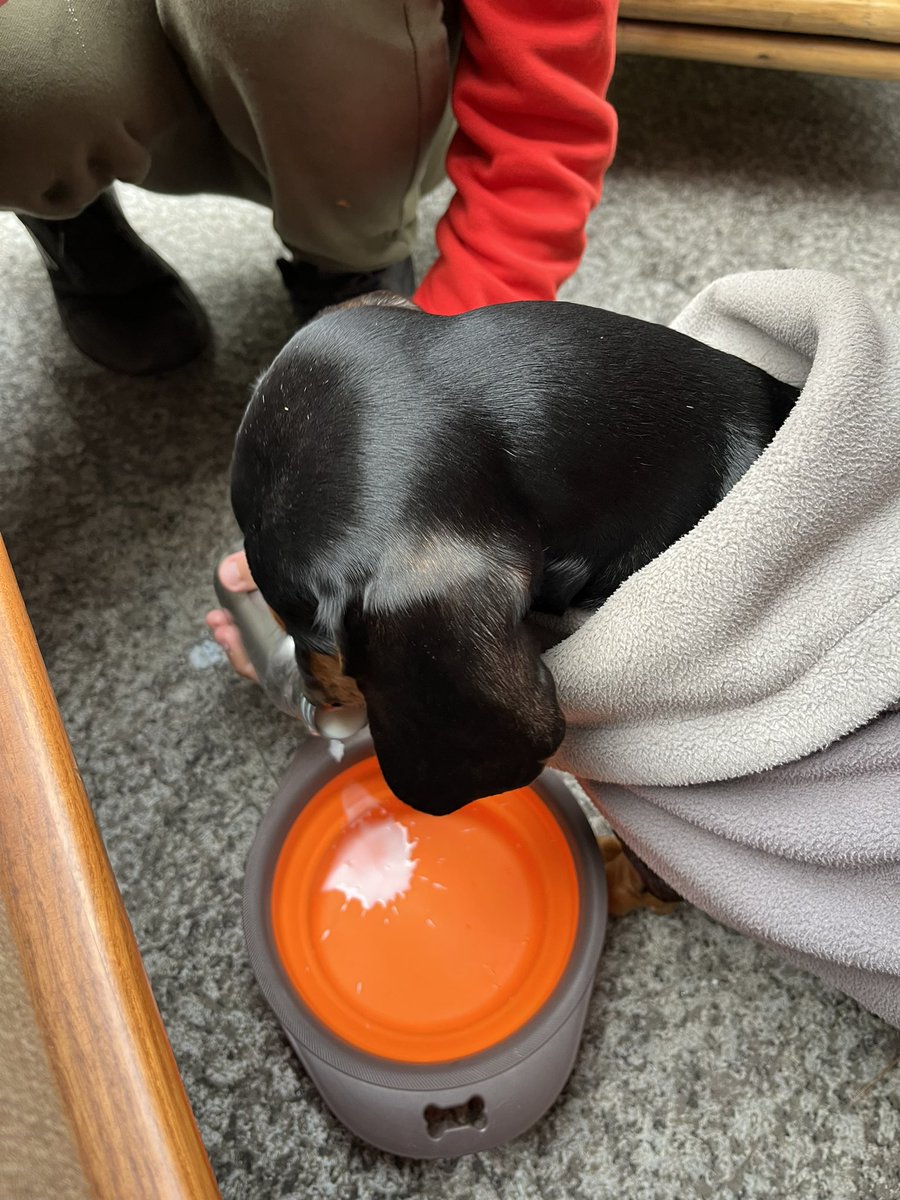LuckysLife3's tweet photo. Hello Furrends 😋🍞🥞🥪🍳🧇
 I love eating breakfast with me family 

Furrends can you guess what I’m eating in the last photo ❓❓😋🐶🧇🍳

#dogs #Dachshunds #breakfast #familytime #doggy #pup #dogsoftwitter https://t.co/Qdnt67m4TS