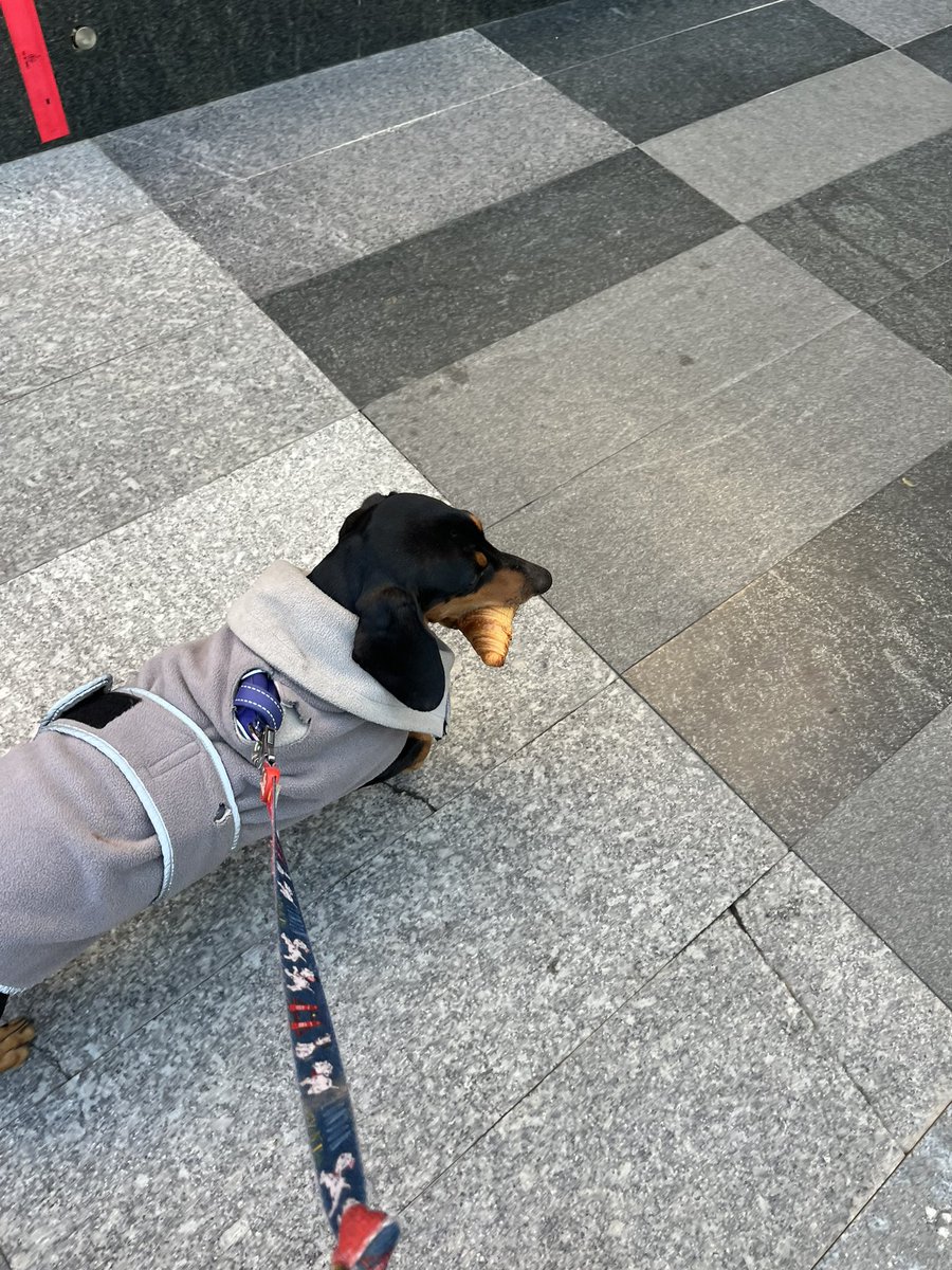 LuckysLife3's tweet photo. Hello Furrends 😋🍞🥞🥪🍳🧇
 I love eating breakfast with me family 

Furrends can you guess what I’m eating in the last photo ❓❓😋🐶🧇🍳

#dogs #Dachshunds #breakfast #familytime #doggy #pup #dogsoftwitter https://t.co/Qdnt67m4TS