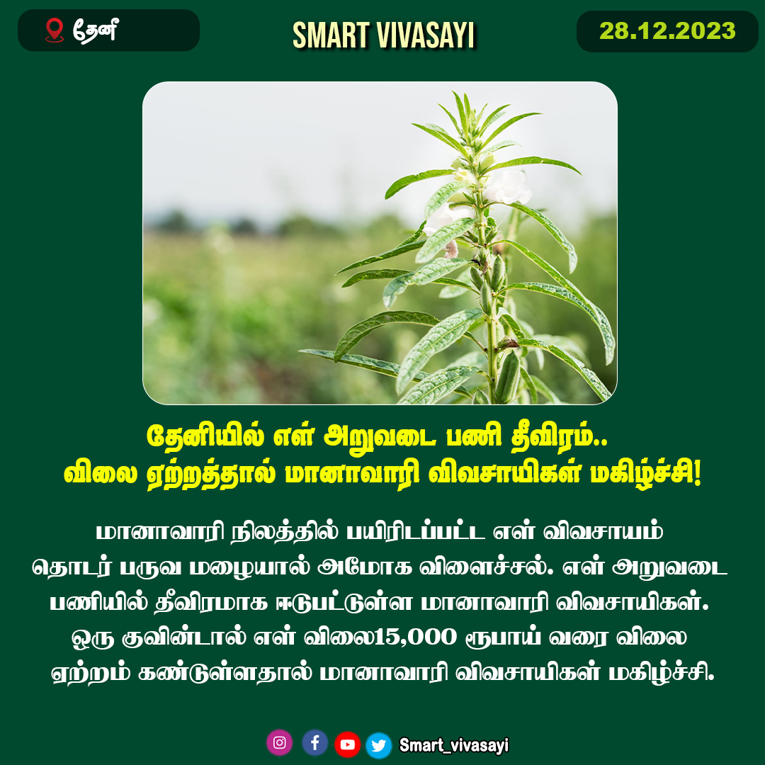 தேனியில் எள் அறுவடை பணி தீவிரம்.. விலை ஏற்றத்தால் மானாவாரி விவசாயிகள் மகிழ்ச்சி!

#smartvivasayi #agriculture #vivasayam #vivasayi #vivasayaseithigal #agriculturenews #agrinews #farming #farmers #TamilnaduNews #elephantlove #chennai #TamilNaduGovernment #tamilnadufarmers