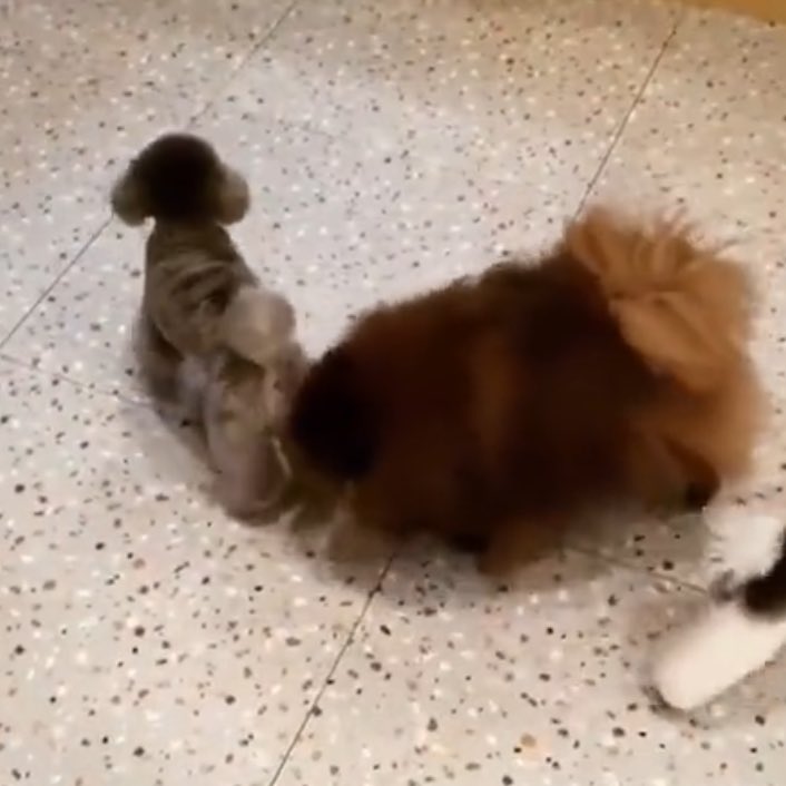 HourlyKuma's tweet photo. the allegations that been thrown at kuma these past few years

#1 D3ad allegation [DEBUT]
#2 Rude to fans allegation [+2]
#3 Gay allegation with Taeyeon’s dog ZERO [-2]
#4 Bullyin9 other dog at daycare allegation [+1]

@.oddatelier PROTECT YOUR ARTIST! 😔 https://t.co/kzRQr4DDqt