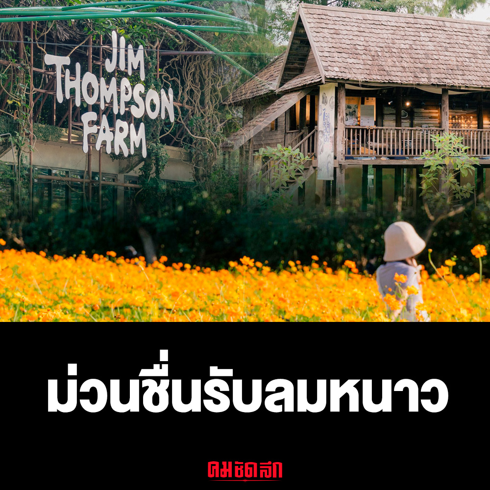 Kom_chad_luek's tweet photo. 'จิม ทอมป์สัน ฟาร์ม' ชวนเที่ยวอีสาน ชมดอกไม้บาน ม่วนชื่น รับลมหนาว ปีใหม่ 2567
#จิมทอมป์สันฟาร์ม #JimThompsonFarm #เที่ยวอีสาน #คมLifestyle #คมชัดลึก #คมชัดลึกออนไลน์
https://t.co/46Oq8WyOYh https://t.co/udxwKAtvfj