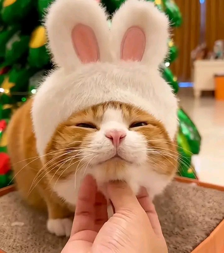 🐰🐰🐰