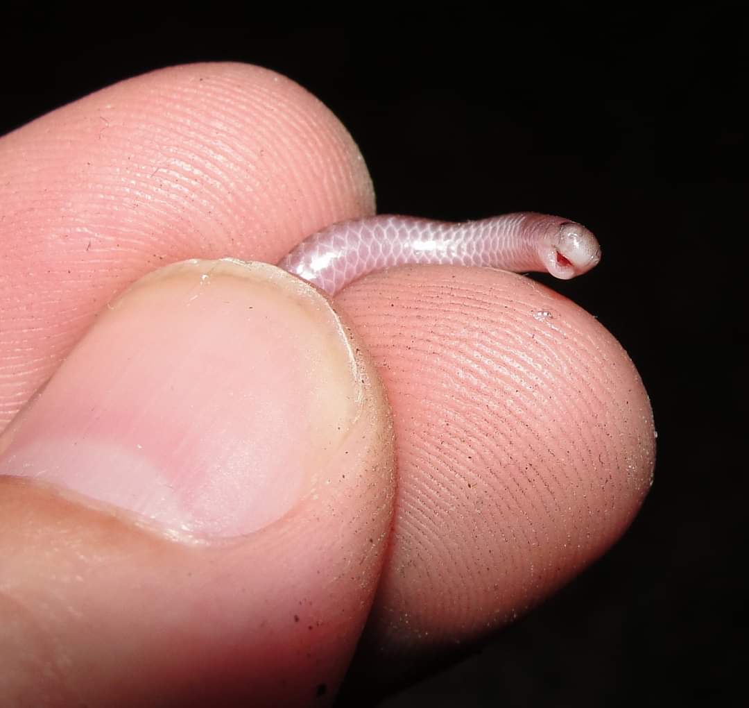 InformaCosmos's tweet photo. ¡ASOMBROSO! 🤯

Solo hay un tipo de serpiente en el mundo que crece a una velocidad de medio centímetro por segundo.

Esto significa que puede crecer hasta un metro de largo en dos minutos, pero si su boca toca cualquier parte de su cuerpo, esta morirá.

Es la única serpiente del mundo que puede morir con solo tocar su cuerpo con su boca.

Esta serpiente solo se encuentra en viejos teléfonos Nokia (juego de gusanos).

Gracias por su interés en leer esta notita y, Feliz Día de los Santos Inocentes.