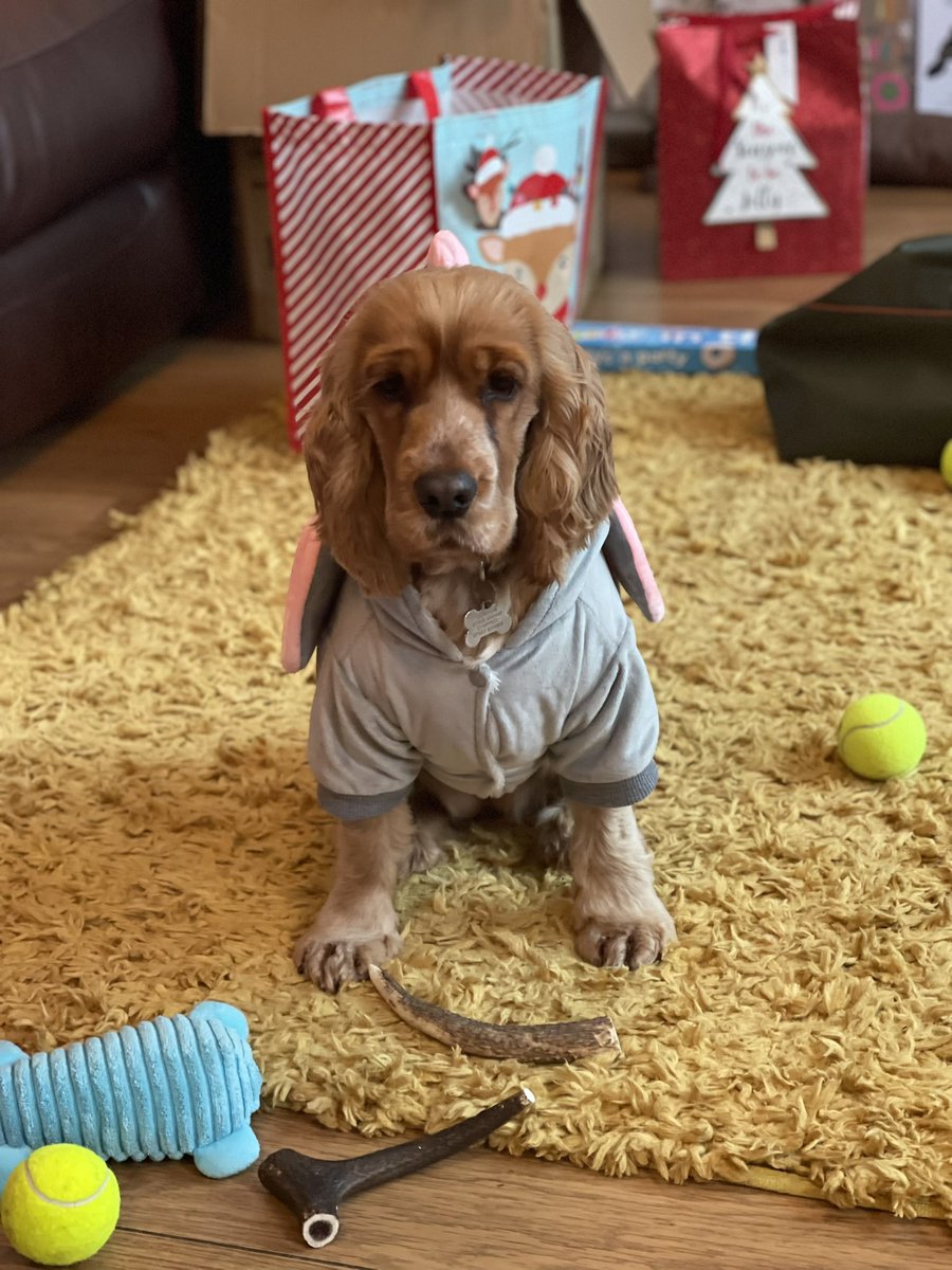 Just my dog in an elephant onesie looking more like a nightclub bouncer than a cute little pup.