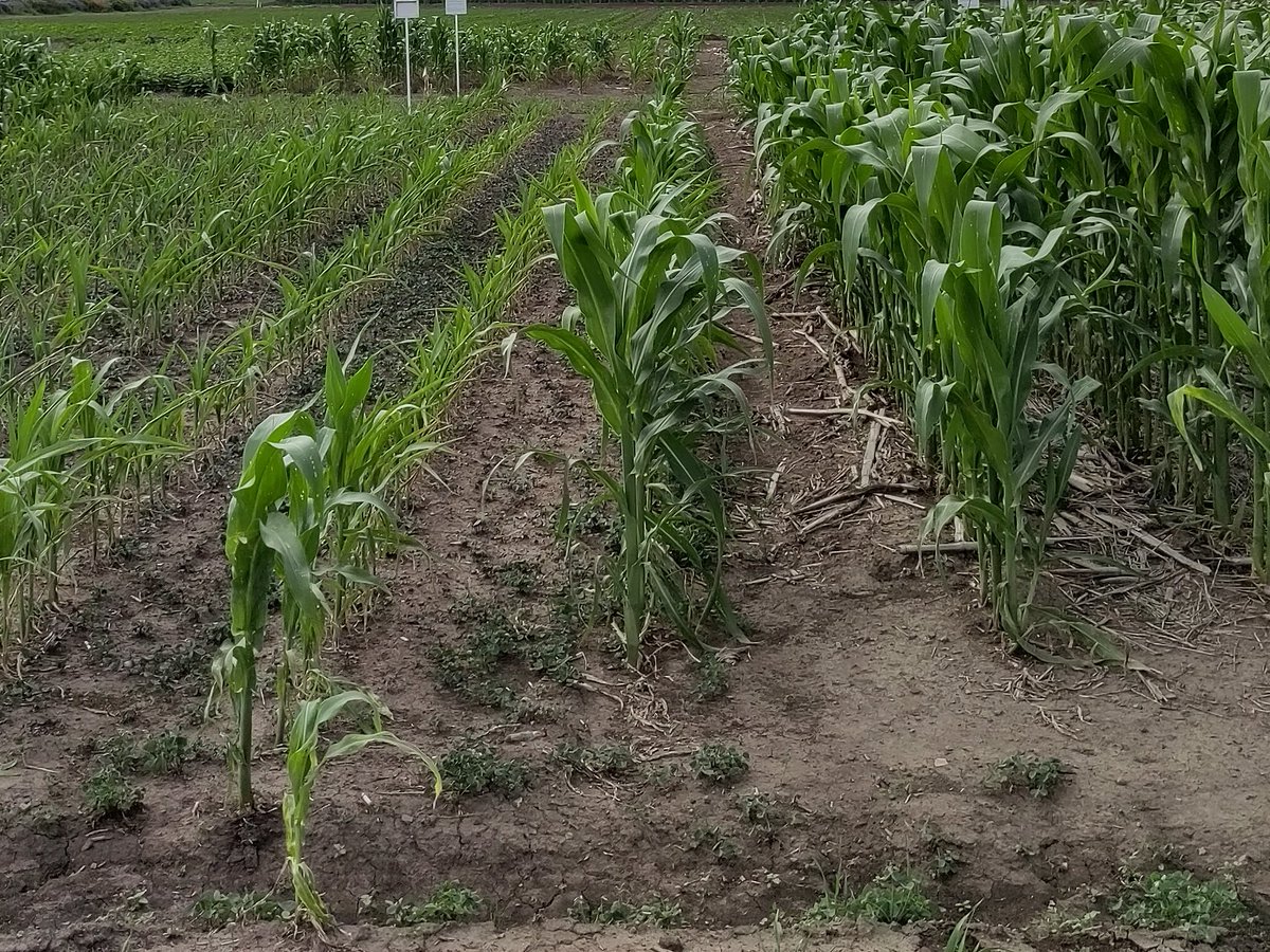 ACCIMMYT's tweet photo. #DíaMundialDelSuelo🌱En diciembre, reflexionamos sobre la conexión vital entre suelo y agua, fundamentales para sobrevivir. El 95% de nuestros alimentos dependen de ellos. La gestión responsable es clave para garantizar #SistemasAgroalimentarios sostenibles. #CienciaParaElSuelo https://t.co/sxz4K56gfV