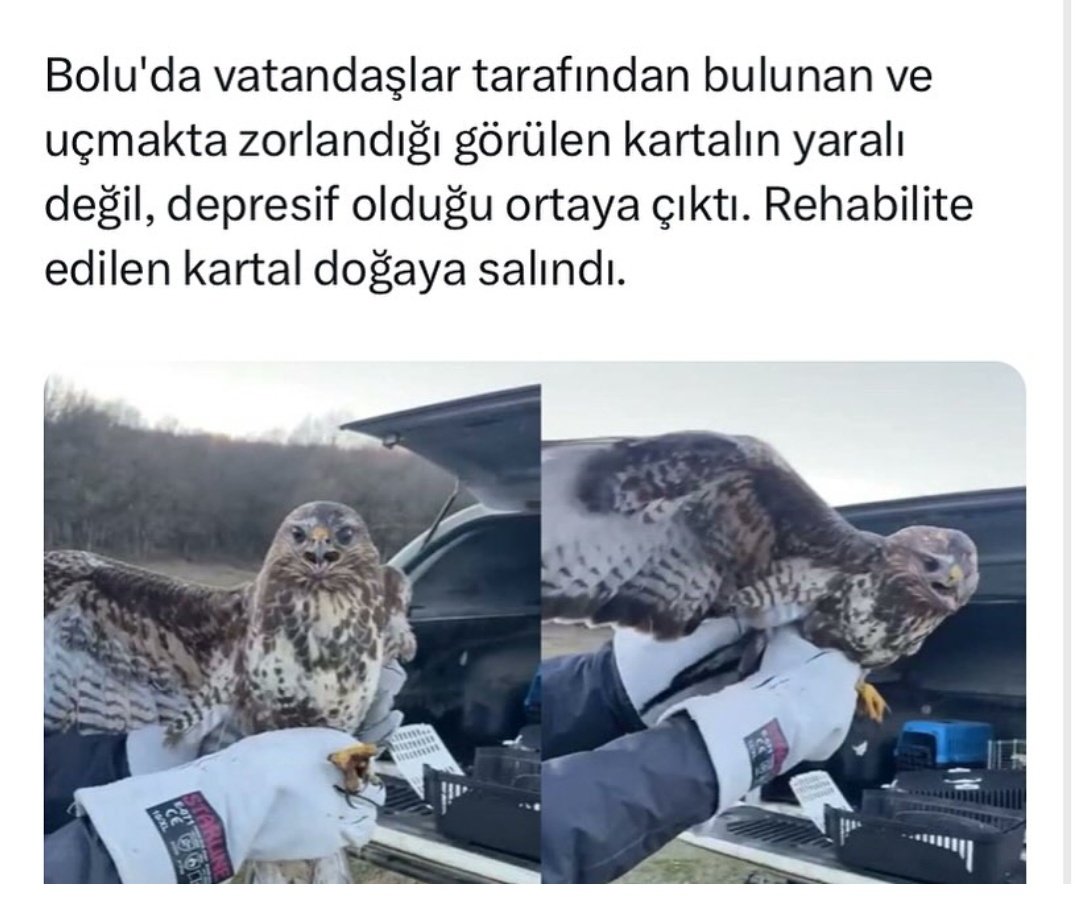 VuslatimmN's tweet photo. Kartalin bile psikojii sıfır 🥴

Depresifler günaydın 🫣☺️ https://t.co/LLRnzlTZNw