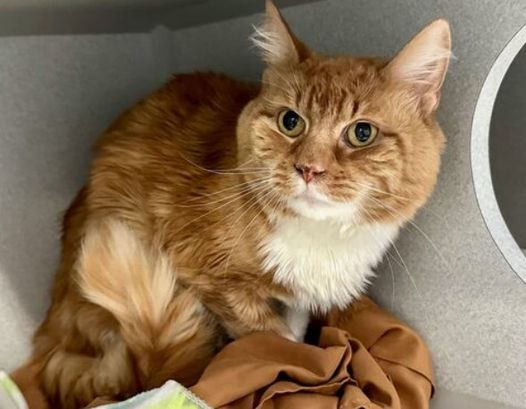 PeterAskin1's tweet photo. Betrayed oldie "Goku" did withdraw
but now he's ready to extend a paw!
This handsome #NewYork ginger boy
will make you smile & bring you joy! 
But the clock is ticking awfully fast
so don't let him breath his last!
Adopt if you'd be so kind
or pledge if you're of a mind! 🙏
VERY URGENT! 
https://t.co/pIUdaNL0Sp