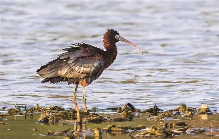 HolaFujian's tweet photo. Located in the eastern part of Xiapu County in #Fujian, the Funing Bay coastal wetland not only boasts "China's Most Beautiful #Mudflat" but is also an important node on the "East Asia-Australasia" international migratory bird flyway and a crucial stopover and wintering site for migratory birds along the Chinese coast. Every year from October to April of the following year, tens of thousands of migratory #birds gather in Funing Bay to winter or briefly stop to replenish energy. Since the onset of winter this year, various types of migratory birds have returned to Funing Bay to overwinter. Inside the bay, flocks of birds gather, attracting many bird-watching enthusiasts. #MigratoryBird
Source: Mindong Daily
Photos by Zheng Peiluan, Zheng Tingyu