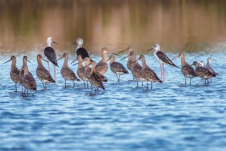 HolaFujian's tweet photo. Located in the eastern part of Xiapu County in #Fujian, the Funing Bay coastal wetland not only boasts "China's Most Beautiful #Mudflat" but is also an important node on the "East Asia-Australasia" international migratory bird flyway and a crucial stopover and wintering site for migratory birds along the Chinese coast. Every year from October to April of the following year, tens of thousands of migratory #birds gather in Funing Bay to winter or briefly stop to replenish energy. Since the onset of winter this year, various types of migratory birds have returned to Funing Bay to overwinter. Inside the bay, flocks of birds gather, attracting many bird-watching enthusiasts. #MigratoryBird
Source: Mindong Daily
Photos by Zheng Peiluan, Zheng Tingyu