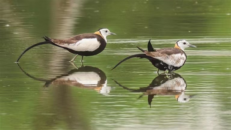HolaFujian's tweet photo. Located in the eastern part of Xiapu County in #Fujian, the Funing Bay coastal wetland not only boasts "China's Most Beautiful #Mudflat" but is also an important node on the "East Asia-Australasia" international migratory bird flyway and a crucial stopover and wintering site for migratory birds along the Chinese coast. Every year from October to April of the following year, tens of thousands of migratory #birds gather in Funing Bay to winter or briefly stop to replenish energy. Since the onset of winter this year, various types of migratory birds have returned to Funing Bay to overwinter. Inside the bay, flocks of birds gather, attracting many bird-watching enthusiasts. #MigratoryBird
Source: Mindong Daily
Photos by Zheng Peiluan, Zheng Tingyu