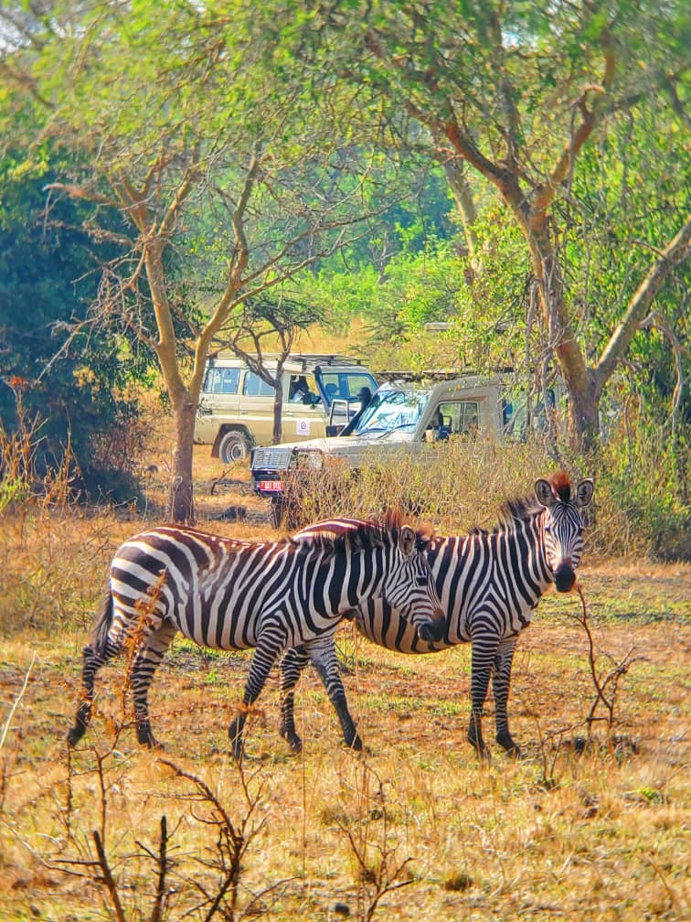 Kamusiime01's tweet photo. "Where wild life roams and lakeside secrets Unfold-discover the untamed charm of Lake Mburo National Park " https://t.co/hmpSEYZ3mY