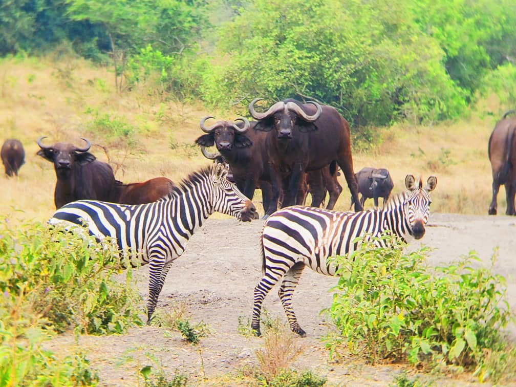 Kamusiime01's tweet photo. "Where wild life roams and lakeside secrets Unfold-discover the untamed charm of Lake Mburo National Park " https://t.co/hmpSEYZ3mY