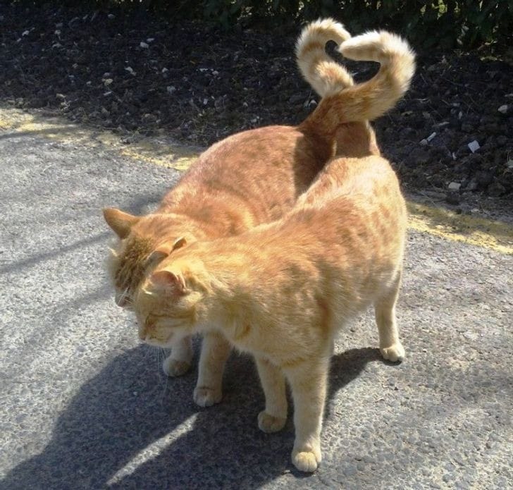 Ani97284895's tweet photo. Ojalá ser uno de esos gatos https://t.co/3FHffUXOkv