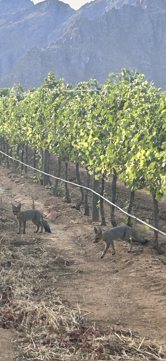 brookdalewine's tweet photo. Early this morning, our General Manager, Yvonne Coetzee, was lucky to have spotted our resident Cape Foxes!
What a rare sighting!
#brookdaleestate #brookdale #paarl #brookdalewines #paarlwines #staycurious #capefox #capefoxes https://t.co/FIsBaz74qN