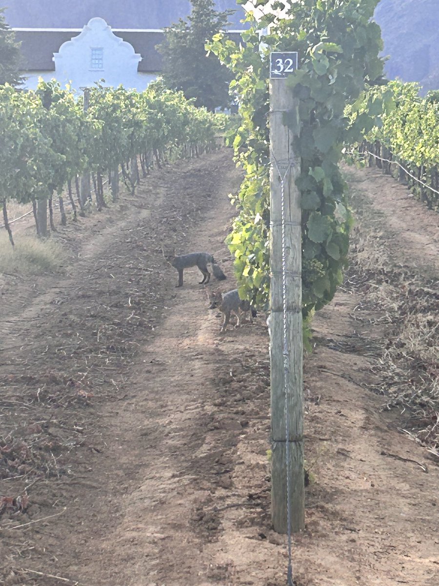 brookdalewine's tweet photo. Early this morning, our General Manager, Yvonne Coetzee, was lucky to have spotted our resident Cape Foxes!
What a rare sighting!
#brookdaleestate #brookdale #paarl #brookdalewines #paarlwines #staycurious #capefox #capefoxes https://t.co/FIsBaz74qN