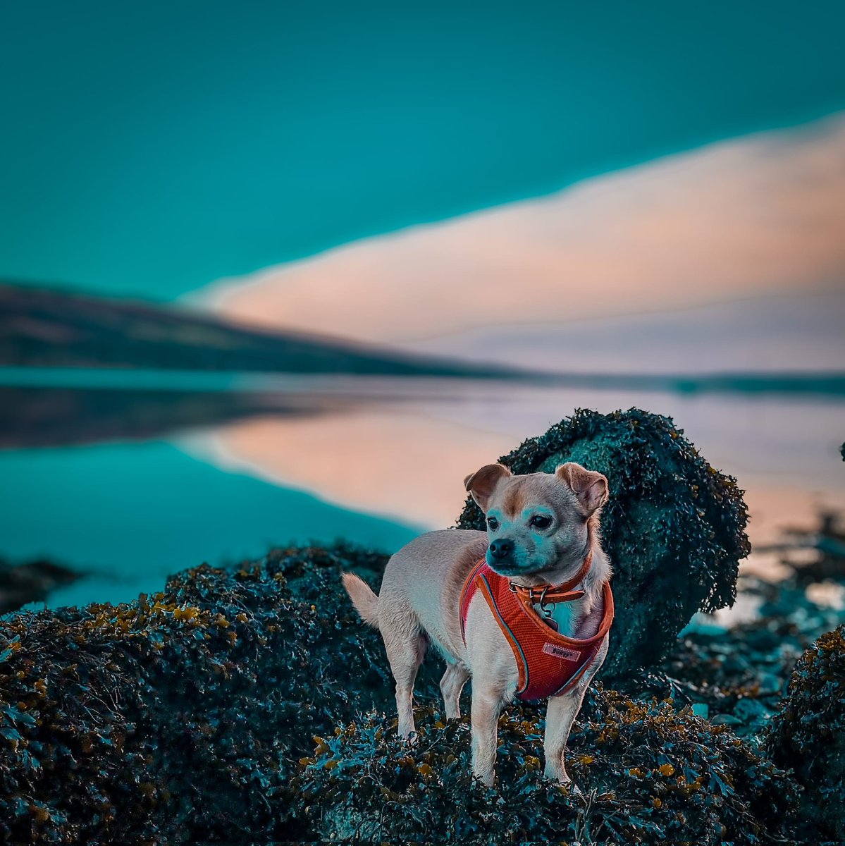 Craggle13's tweet photo. Always up for a chilled walk on the beach #jackchi #walkingthedog #loch #Scotland https://t.co/i7ucZFZb2Z