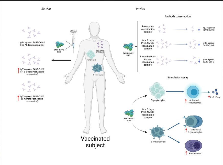 Vaccines_MDPI's tweet photo. 💝Enjoy today's #Highly_Cited Paper "Evaluation of the Abdala Vaccine: Antibody and Cellular Response to the RBD Domain of SARS-CoV-2" 
👥by @MariaCJimenezM et al. 
📎https://t.co/kxYb5Ux0P3
@MDPIOpenAccess https://t.co/zhK4oP3F9p