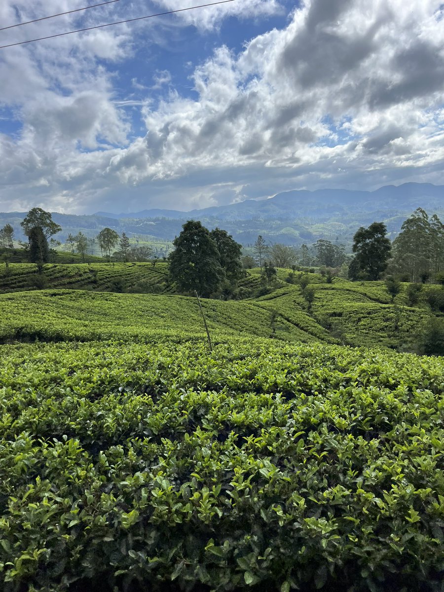 jannahjailani's tweet photo. Last week we took advantage of the free visa to Sri Lanka and MAN what an experience. Beautiful, cheap and only 3.5h away, this underrated destination offers so much - gooorgeous trains to the highlands, stunning beaches, safaris, colonial architecture and so so much more 🇱🇰✈️✨ https://t.co/mUKUot4aVY