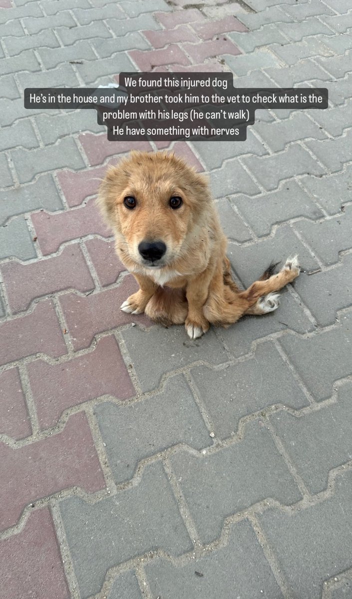 motazazaiza9's tweet image. We found this injured dog 
He’s in the house and my brother took him to the vet to check what is the problem with his legs(he can’t walk)
He has something with nerves