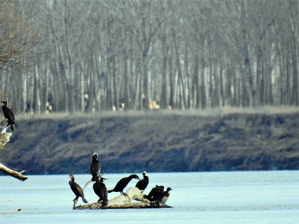 RNP_Romsilva's tweet photo. 📷 Din Romsilva - Parcul Natural Balta Mică a Brăilei adunate

📷 Balta Mica a Brailei Nature Park #Romania #DezvoltareDurabilă #România #wildlife #fauna #califaralb #birdwatchers #birdwatching #pasari #pasarisalbatice #migratoare #specieprotejata #protectedspecies #romsilva https://t.co/OOyWeNheZd