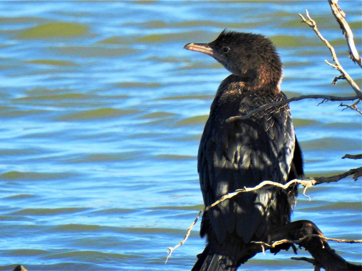 RNP_Romsilva's tweet photo. 📷 Din Romsilva - Parcul Natural Balta Mică a Brăilei adunate

📷 Balta Mica a Brailei Nature Park #Romania #DezvoltareDurabilă #România #wildlife #fauna #califaralb #birdwatchers #birdwatching #pasari #pasarisalbatice #migratoare #specieprotejata #protectedspecies #romsilva https://t.co/OOyWeNheZd