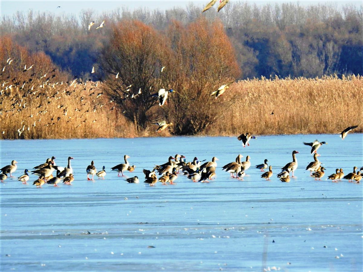 RNP_Romsilva's tweet photo. 📷 Din Romsilva - Parcul Natural Balta Mică a Brăilei adunate

📷 Balta Mica a Brailei Nature Park #Romania #DezvoltareDurabilă #România #wildlife #fauna #califaralb #birdwatchers #birdwatching #pasari #pasarisalbatice #migratoare #specieprotejata #protectedspecies #romsilva https://t.co/OOyWeNheZd
