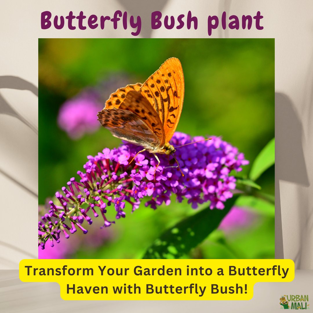 UrbanMali's tweet photo. Transform your garden into a magical haven with the enchanting Butterfly Bush plant.

Why Butterfly Bush?

Attracts butterflies, creating a butterfly paradise.

#butterflygarden#buddleja#butterflybush#SustainableGardening #organicgardening#vegetablegrdening#GardeningTip https://t.co/brfCFWXYhJ