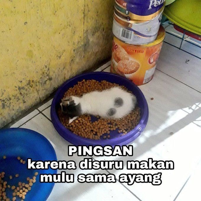 hillodevantr's tweet photo. pagie, rise n shine,, https://t.co/WpCrViwDci