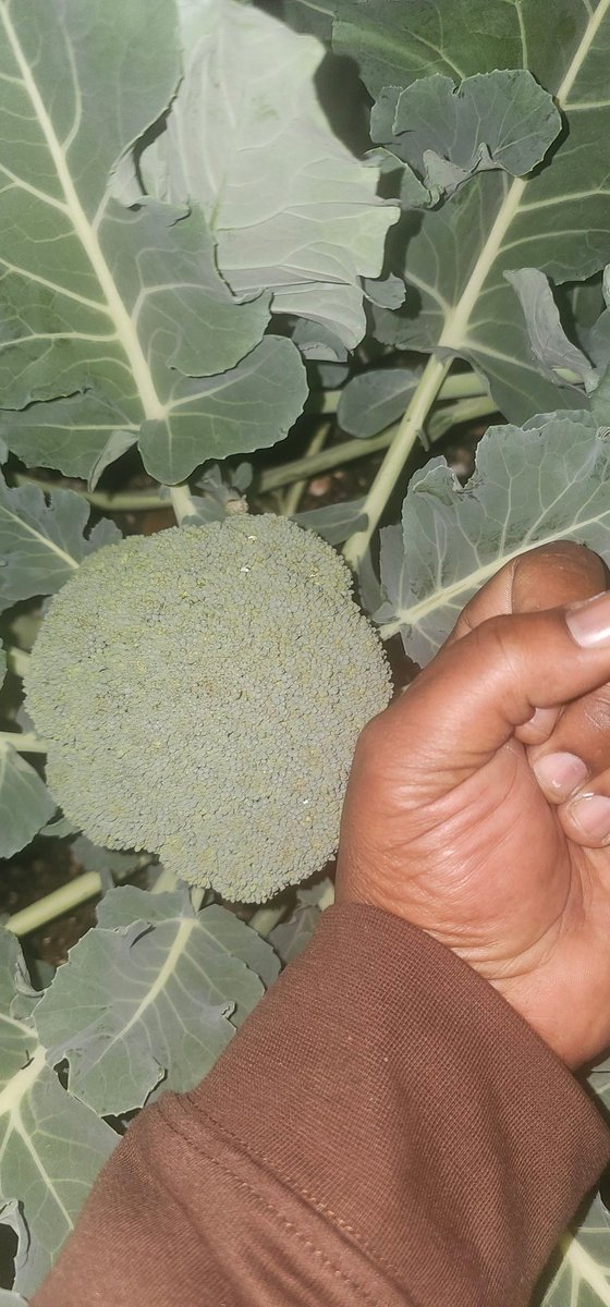 jjbrown111076's tweet photo. When your broccoli 🥦 grows to be bigger than a fist Holla at me. #GreenThumb #LearningPatience https://t.co/8uYgAmV7ux