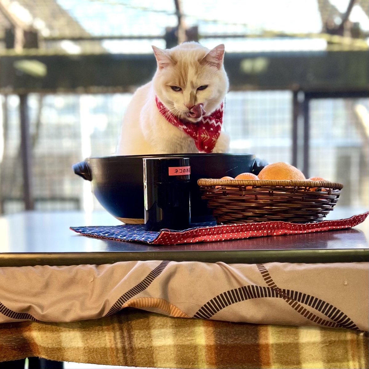 nakprstaff's tweet image. nabe wo nerau neko

#ふれあいワンニャンリビング 
#タタン
#こたつねこ 
#なべねこ 
#mixcat