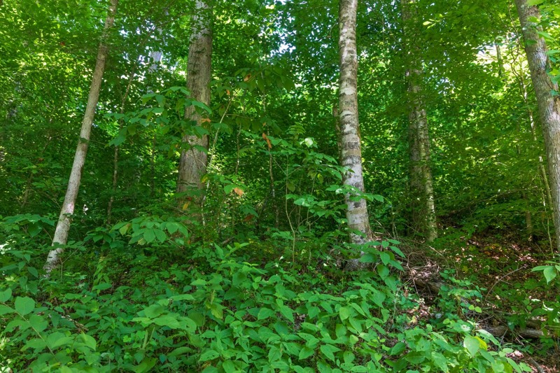 land_listings's tweet photo. Mt. Vernon, KY | $40,410 | 9.31 Acres | Riverβs Edge Tract 35: A Woodland Oasis for Hunting and Camping Enthusiasts https://t.co/ZxyClaoHjX #Kentucky #properties #buyer #realestate #buildinglot #countryhome #landforsale #lakefront https://t.co/fdJ6QeHLIQ