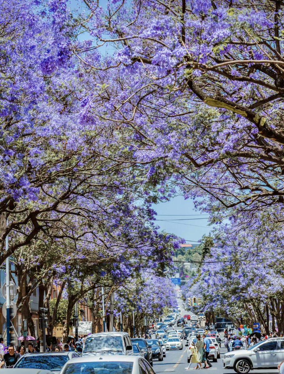 Will you miss the bluish-purple Jacaranda in Kunming? 🌸🏙️ 

📍 Jiaochang Middle Road, Kunming
#KunmingJacaranda #SnowyNorth #FloralNostalgia