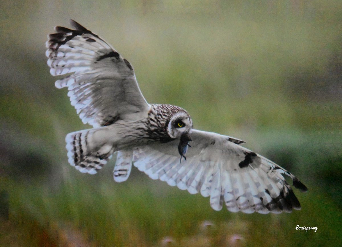 808constituent's tweet photo. Pueo!
A spectacular Hawaiian owl with a mouse in their mouth what a spectacular sight to see!
Saddle Road, Big Island Hawaii
📷Louie Perry
#BirdsOfHawaii #NaturePhotography #BirdsInFlight #BirdsSeenIn2023 #birdwatching #Owl https://t.co/gCYJwSxAzz