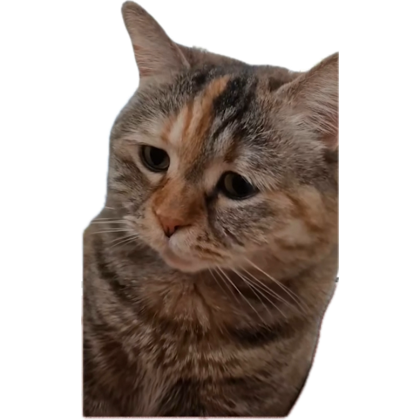 beynimi ele geçiren çift