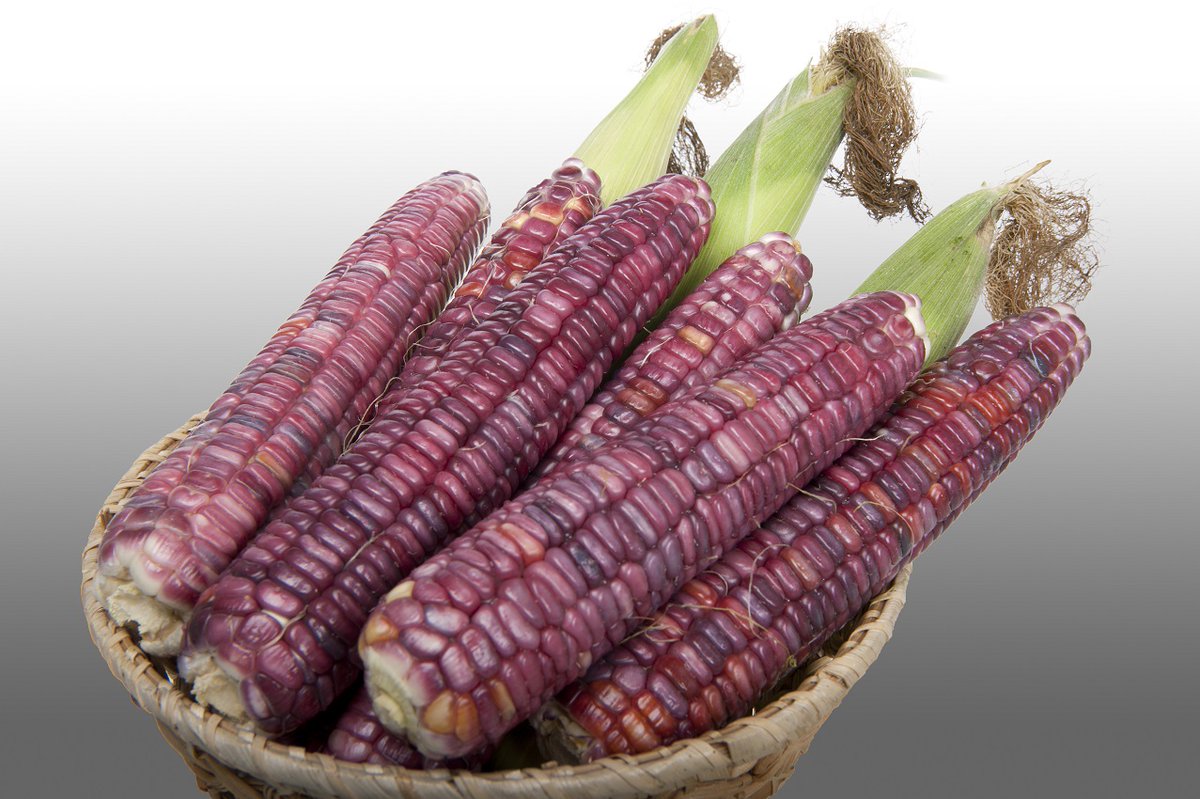 HARVEST68646224's tweet photo. 謝光照在全臺各地菜市場收集種原，並透過種苗商收集國外品種，育成黑糯玉米品種臺農5號；他說，「目前市面上黑糯玉米還找不到一個比臺農5號好吃」，臺農5號果皮跟民眾習稱「甜玉米」的超甜玉米品種一樣薄，甜度有10、11度，口感軟Q，雖是糯玉米，食用卻不會脹氣。https://t.co/4D03hmfTgP https://t.co/uPwL4tVUr7