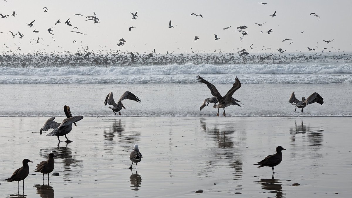 So many birds and pelicans at Torrey Pines State Beach today!