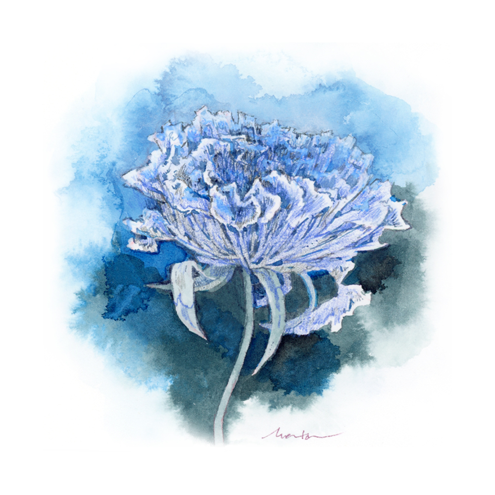 「「Blue Scabiosa」2023pigment ink7.8×9.5 (1」|蒼川わか ◇4/5~ ひととき、ひとさじ展のイラスト