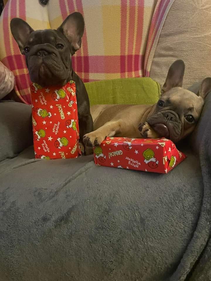 frenchie_cmnty's tweet photo. #frenchbulldog #frenchielover #frenchie #doglover #puppies #pets #dogsoftwitter https://t.co/opGIbV8fGK