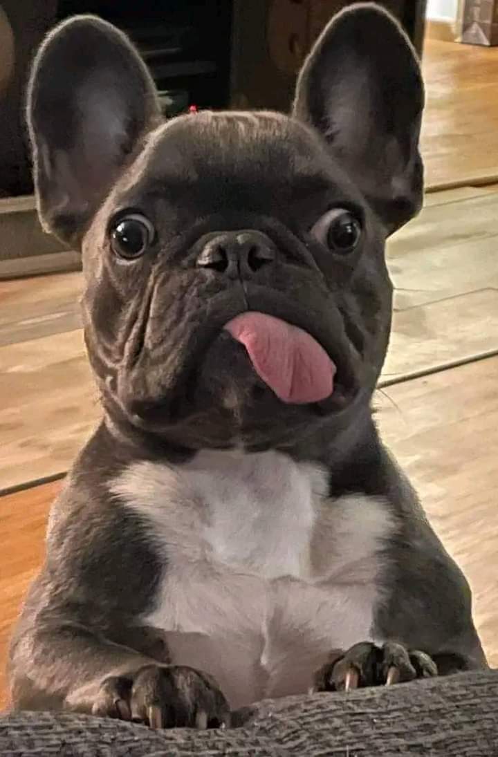frenchie_cmnty's tweet photo. #frenchbulldog #frenchielover #frenchie #doglover #puppies #pets #dogsoftwitter https://t.co/YlXXALfbKk